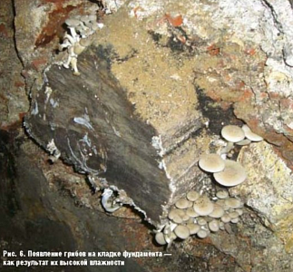 Появление грибов на кладке фундамента - как результат их высокой влажности